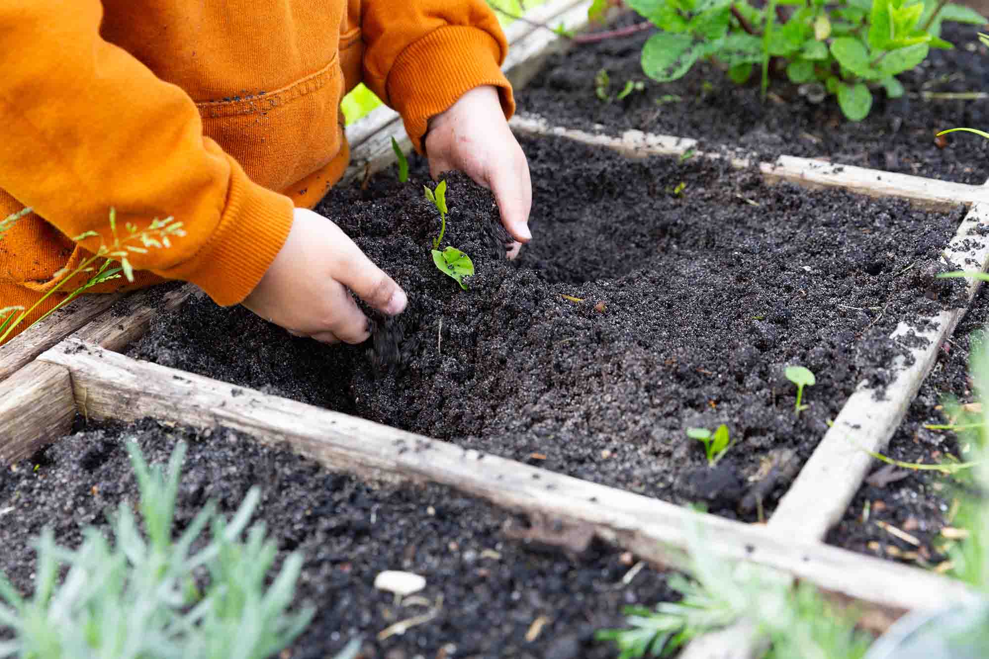 Kinderhanden in aarde van moestuin. 